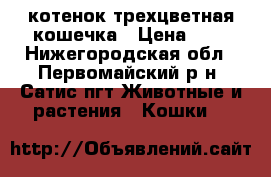 котенок трехцветная кошечка › Цена ­ 1 - Нижегородская обл., Первомайский р-н, Сатис пгт Животные и растения » Кошки   